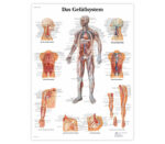 3B Lehrtafel – Das Gefäßsystem