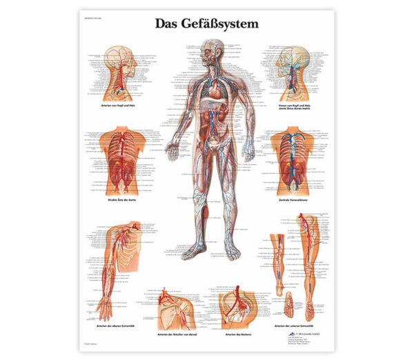 3B Lehrtafel – Das Gefäßsystem