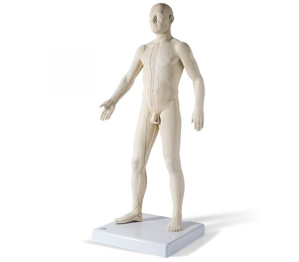 Akupunkturmodell (70 cm, männlich)